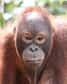 Les orangs-outans de Bornéo sont stressés par les humains qui viennent leur rendre visite dans le cadre de l'écotourisme. Heureusement pas durablement. L'analyse des fèces de ces primates indique que ce stress n'est pas chronique.