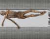 La momie préhistorique Ötzi, découverte en 1991, dévoile de nouveaux secrets grâce au séquençage de son génome. Cet homme devait avoir les yeux bruns et ne digérait pas le lait. Il avait également des prédispositions génétiques favorisant le développement de maladies cardiovasculaires. Quant à ses origines, elles sont toujours imprécises mais son ADN présente de nombreuses similitudes avec celui des Sardes. Des réponses tombent, mais de nouvelles énigmes voient le jour.