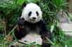« Bêtes de Science », c’est comme un recueil d’histoires. De belles histoires qui racontent le vivant dans toute sa fraîcheur. Mais aussi dans toute sa complexité. Une parenthèse pour s’émerveiller des trésors du monde. Pour ce quatrième épisode, partons pour l’Asie sur les traces de l’un des animaux les plus mignons du monde : le panda géant.