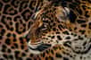Le jaguar est un grand prédateur d'Amérique du Sud. © Pedro Jarque Krebs, tous droits réservés