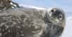 Des chercheurs du British Antarctic Survey rapportent que les populations de phoques de Weddell notamment ont diminué de moitié sur les îles Orcades du Sud, en Antarctique. © Michael Dunn, British Antarctic Survey