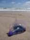 Après les côtes basque et landaise plus tôt dans l’été, les plages de Gironde viennent de subir l’arrivée de dangereux animaux, les physalies. Une bonne occasion d'en savoir un peu plus sur ces organismes étranges qui ressemblent aux méduses mais n'en sont pas.