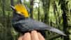 Des chercheurs ont rapporté d’une expédition en République du Congo, la première photo d’un « oiseau perdu », la pie-grièche casquée à huppe jaune © Matt Brady, Université du Texas à El Paso