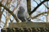Des chercheurs japonais ont eu la brillante idée de confronter des pigeons à des photographies de tableaux de grands maîtres, comme Monet et Picasso. Et les oiseaux sont parvenus à différencier les toiles cubistes des impressionnistes ! La nouvelle doit réconforter ces peintres, qui se réjouissent probablement au fond de leur tombe de toucher un public plus large...