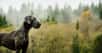 Le plus grand chien du monde est un dogue allemand — ou grand danois, ici en illustration — qui mesure presque un mètre au garrot. © everydoghasastory, Adobe Stock