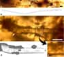 Datés du Crétacé, deux poils de mammifère ont été retrouvés dans de l’ambre extraite d’une carrière de Charente. Leur examen laisse penser que cet apanage n'a guère évolué depuis le temps des dinosaures.