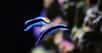 Selon des chercheurs de l’université d’Osaka (Japon), le labre nettoyeur commun (Labroides dimidiatus) est capable de se reconnaître en photo. © Kolevski.V, Adobe Stock