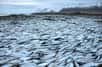 C’est une véritable hécatombe. Des milliers de tonnes de harengs ont été retrouvés asphyxiés dans le fjord Kolgrafafjörður, en Islande. Un manque d’oxygène dans l’eau en serait la cause. Le paysage morbide en vidéo.