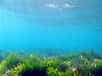 Une étude génétique le confirme : un herbier de posidonies observé entre les îles de Formentera et d’Ibiza aurait entre 80.000 et 200.000 ans. Il serait le plus vieil organisme vivant sur Terre. Mieux encore, 3,5 à 8,9 % des Posidonia oceanica seraient plusieurs fois centenaires ou millénaires. Raison de plus pour protéger cette plante endémique de la Méditerranée.