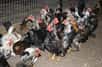 L’état d’urgence de santé animale est décrété au Mexique depuis que 1,7 million d’oiseaux d’élevage ont été touchés par la grippe aviaire H7N3, tuant 870.000 d’entre eux. La santé humaine n’est pas du tout compromise mais le pays d’Amérique centrale craint qu’une telle épidémie n'affecte violemment l’économie avicole. En Chine, plus de 150.000 volailles ont été abattues après que le virus H5N1, terriblement mortel, a été détecté…