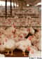 Une étude (réalisée en 2008), dont les résultats viennent d'être publiés, montre que, dans 22 pays européens (dont la France) sur 28, les poulets sortant de l'abattoir sont contaminés par une bactérie, soit Campylobacter soit Salmonella. La moyenne est élevée : les trois quarts des poulets seraient touchés ! Moralité : il faut prendre quelques précautions pour éviter les gastro-entérites...