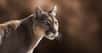 Selon des chercheurs de l’université d’Oxford (Royaume-Uni), le puma est l’un des grands carnivores qui se réintroduit le plus facilement dans le cadre d’opérations de rewilding. © macropixel, Adobe Stock