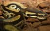 Sourds, les serpents ? Pas exactement. Ils sont sensibles aux vibrations du sol, et une nouvelle étude montre que le python royal peut également ressentir les vibrations provoquées par les ondes d'un son dans l'air. Tout se passe dans la tête.
