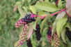 Le raisin d’Amérique (Phytolacca americana) envahit toutes les régions boisées de France. Considérée comme une peste végétale, cette plante est aujourd’hui naturalisée en France.
