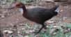 Le râle de cuvier est un oiseau de la taille d’un poulet. Il est incapable de voler. Et les chercheurs viennent de montrer qu’il y a 136.000 ans, cet étonnant oiseau avait disparu des îles Aldabra. Mais quelque chose semble lui avoir permis de revenir d’entre les morts.