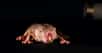 Le rat-taupe nu est un rongeur qui ne ressemble à aucun autre. Y compris par son organisation sociale et par sa manière de communiquer. Pour assurer la prospérité de sa colonie, il a inventé le dialecte… pas si bête. © Felix Petermann, Max Delbrück Center for Molecular Medecine