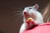 On le pensait propre à l'Homme, mais le regret s'exprime aussi chez les rats. Ce sentiment est visible dans son comportement et dans son cerveau, affirment pour la première fois des neuroscientifiques de l’université du Minnesota aux États-Unis, après une expérience appétissante pour les rongeurs.