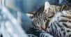 Le chat tigré est l’un des plus communs au monde. Avec son pelage aux couleurs proches de celles des chats sauvages. Mais les chercheurs ignoraient jusqu’alors d’où il tirait ses rayures. Aujourd’hui, ils avancent enfin une explication.