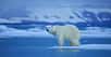 Ils ont passé plus d’un an dans l’Arctique. Aujourd’hui, les chercheurs de l’expédition Mosaic nous mettent en garde : sous l’effet du réchauffement climatique, la région a peut-être déjà franchi le point de basculement qui rendra irréversible la fonte de la calotte polaire.