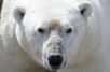 Le réchauffement climatique menace les ours polaires. Ce n’est pas un scoop. Mais des chercheurs précisent aujourd’hui le danger. C’est la famine qui, avant tout, pourrait rendre leur survie difficile.