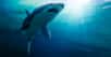 Selon les experts, le requin pris à nager sur le dos serait une femelle d’environ 3,5 mètres de long. © fergregory, Adobe Stock