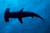 Voilà une bonne nouvelle pour les requins. Ils ne seront désormais plus pêchés dans les eaux territoriales de Nouvelle-Calédonie. Le gouvernement de cet archipel du Pacifique sud vient d’annoncer la création d’un sanctuaire pour requins.