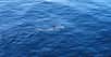 Le requin marteau commun apprécie particulièrement les eaux côtières peu profondes et chaudes. Jamais on n’en avait observé un dans les eaux irlandaises. Une preuve que l’océan se réchauffe. © John Bortniak, NOAA Corps, Wikipedia, Domaine public