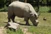 On savait la situation du rhinocéros de Java bien mal en point. La mort récente du dernier spécimen vietnamien, œuvre de braconniers, n'avait rien fait pour l'arranger. Mais trente-cinq individus viennent d'être filmés dans un parc indonésien, dont cinq jeunes, signe que les adultes se reproduisent. Tous les espoirs sont désormais permis...