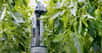 Un robot capable de sélectionner puis de cueillir des poivrons mûrs. C’est une première. Le signe qu’une révolution est en marche dans le secteur de l’agriculture ?