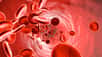 Le sang, que l’on pensait si bien connaître, contiendrait-il en fait des éléments jusque-là indétectables ? C’est ce que montrent les travaux d’une équipe de chercheurs de l’Inserm qui, pour la première fois, ont mis en évidence la présence dans la circulation sanguine de mitochondries complètes et fonctionnelles.