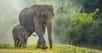 Des hommes avaient creusé ce trou dans lequel un bébé éléphant et sa maman se sont retrouvés pris au piège. Des hommes – d’autres – les ont aidés à en sortir. Et à retrouver leur troupeau dans la jungle thaïlandaise.