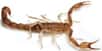 Une nouvelle espèce de scorpion, baptisée Wernerius inyoensis, a été découverte dans le Parc national de la Vallée de la mort aux États-Unis. L'animal, qui mesure environ 16 mm, passe la majeure partie de son temps sous terre.