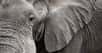 À Bornéo, les éléphants pygmées sont de plus en plus rares car jugés indésirables dans les palmeraies qui, elles, prennent de l’ampleur. Un cas très rare de petit pachyderme muni de défenses orientées dans un sens inhabituel, évoquant le tigre à dents de sabre, a été rapporté il y a quelques jours. S’agit-il d’une espèce inconnue, de déformation congénitale ou encore de consanguinité ?