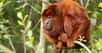 Le singe hurleur roux est un singe paisible. Il passe son temps à se reposer. Sauf… lorsqu’il se met à hurler ! © michaklootwijk, Adobe Stock