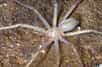 Le Laos abrite déjà d'énormes araignées. Dorénavant, il possède également la première représentante totalement aveugle, faute d’yeux, de la famille des sparassidés : Sinopoda scurion. Cette nouvelle espèce est évidemment cavernicole. N’a-t-on rien trouvé d’autre dans les entrailles de la Terre ?