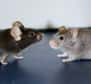 Des chercheurs français sont parvenus à transformer des souris noires en souris blanches par manipulation génétique. À quoi cela peut-il servir ? À mieux cerner le rôle des cellules de la peau et de deux protéines, nommées B-Raf et C-Raf, dans la formation des mélanomes.