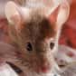 Dans les larmes de souris immatures sexuellement se trouve une phéromone nommée ESP22, qui pousse les mâles à reporter leurs avances vers des congénères de leur âge. Un nouveau pas pour déterminer les paramètres physiologiques qui orientent le désir chez ces rongeurs.