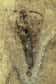 Il n’a pas pris une ride depuis 365 millions d’années. Le fossile complet de Strudiella, un petit insecte proche des sauterelles, vient d’être mis au jour en Belgique. Pour la revue Nature, dans laquelle la découverte a été publiée, il représente le Graal après lequel tous les spécialistes couraient.