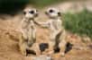 Pendant le confinement, privés de visiteurs humains, les suricates de nos zoos se sont montrés moins actifs et moins amicaux les uns envers les autres. © Cloudtail, Adobe Stock