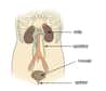 Le système urinaire, visible sur ce schéma, peut présenter différentes pathologies, certaines pouvant devenir très graves. C'est à l'urologue de prendre en charge ces troubles. © NCI, Wikipédia, DP