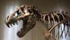 Des scientifiques ont déterminé la puissance de la morsure du Tyrannosaurus rex. Ils ont modélisé sa musculature, sa mâchoire et sa dentition puis les ont comparées avec celles des crocodiles actuels. Ils ont aussi étudié des fossiles de proies que le T-rex avait dévorées. Conclusion : ce prédateur géant pouvait broyer les os les plus gros et les manger, comme le font certains mammifères.