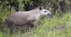 Le tapir, ce paisible mais massif mammifère ongulé, pourrait jouer un rôle clé dans la régénération des forêts dans lesquelles il vit. Grâce aux nombreuses graines qu’il transporte et rejette dans ses excréments. Et avec le coup de pouce d’un compère bien plus discret…