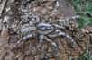 Poecilotheria rajaei est une mygale sri lankaise. Tout juste identifiée comme une nouvelle espèce, cette araignée mesure plus de 20 cm. À titre indicatif, c’est la taille d’un visage humain… Rapide, venimeuse, la voici en image.