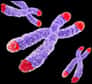 Lors de l’embryogenèse, la taille de la zone terminale des chromosomes, les télomères, varie de manière étonnante. Cette découverte devrait permettre de repérer les embryons issus de fécondation in vitro les plus aptes à survivre après l’implantation dans l’utérus.