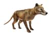 Le génome du thylacine, ou tigre de Tasmanie, a été séquencé à partir d’un spécimen de plus de cent ans, donnant des clés pour mieux comprendre les causes de sa disparition. L’étude affirme qu’il était déjà en « mauvaise santé génétique » avant l’arrivée de l’homme en Australie il y a 50.000 ans.