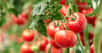 Les plantes communiquent en émettant des composés dans les airs. Des attaques de ravageurs, par exemple, provoquent une hausse des émissions. C’est du moins ce que pensaient les chercheurs jusqu’ici. Des travaux menés sur des plants de tomates les poussent à revoir leurs théories.