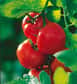 Des scientifiques américains de l’Ohio State University, ont cloné un gène qui contrôle la forme des tomates, une découverte qui pourrait permettre de percer le mystère des énormes différences morphologiques entre les fruits et les légumes. Le principal auteur de cette étude est Esther van der Knaap, professeur adjointe d'horticulture de l'université d'Ohio à Wooster.