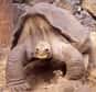 George peut être fier de sa célébrité. Mais cela ne le mènera pas très loin. Car George est une tortue géante des Galapagos, une des espèces les plus caractéristiques de l'archipel. Mais aussi une des plus rares. En fait, George est le seul représentant encore existant de Geochelone abingdoni nigra, et donc au bord de l'extinction.
