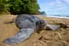 Les tortues luth sont en danger critique. Une nouvelle étude montre qu’en 27 ans, la population de ces reptiles a chuté de 78 % dans l'un des plus importants sites de nidification du Pacifique.