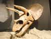 Un pièce de plus au puzzle de l'origine de l'extinction des dinosaures : une corne de triceratops a été découverte dans des strates correspondant à la période précédant juste l'impact du météorite, il y a 65 millions d'années, suggérant que c'est bien cet événement qui serait à l'origine de l'extinction du Crétacé-Tertiaire.